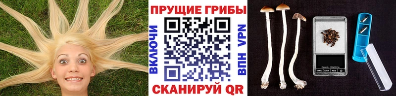 блэк спрут ONION  где купить наркоту  Костерёво  Псилоцибиновые грибы Magic Shrooms 